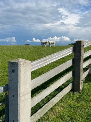 WhatsApp Image 2023-04-03 at 18.39.18 (10)