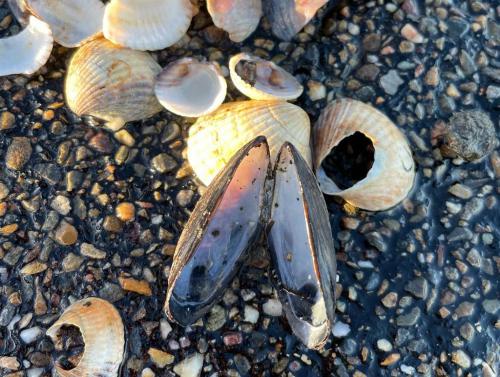 WhatsApp Image 2023-04-03 at 18.39.18 (11)