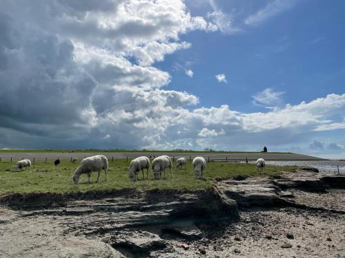 WhatsApp Image 2023-04-03 at 18.39.18